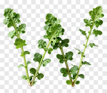 Fresh Arugula Leaves PNG