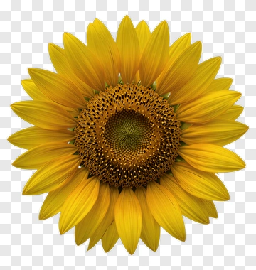 Sunflower PNG