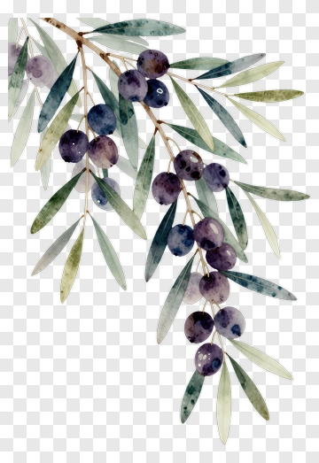 Watercolor Olive Branch With Berries PNG