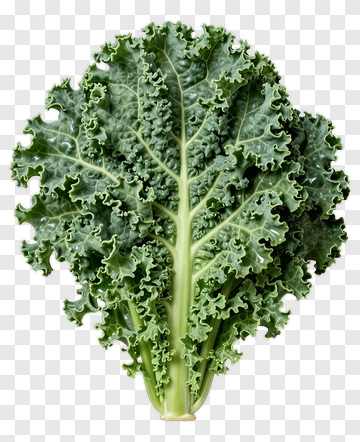 Fresh Kale Leaf PNG