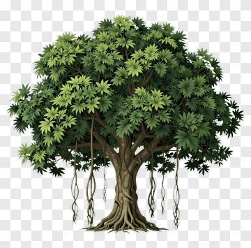 Lush Green Tree With Hanging Roots PNG