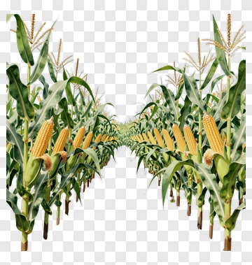 Cornfield With Rows Of Corn Plants PNG