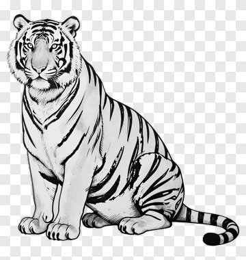 White Tiger Illustration PNG