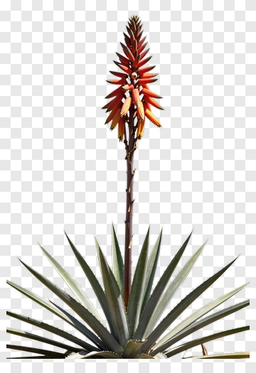 Aloe Vera Plant With Red Flower Spike PNG