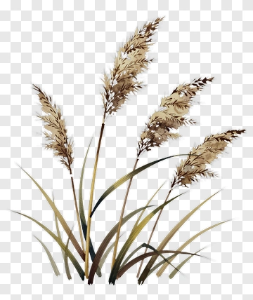 Tall Grass With Feathery Plumes PNG