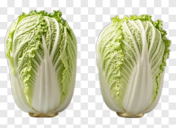 Napa Cabbage PNG