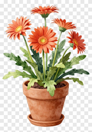 Colorful Potted Gerbera Daisies PNG