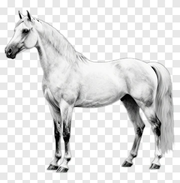White Horse PNG