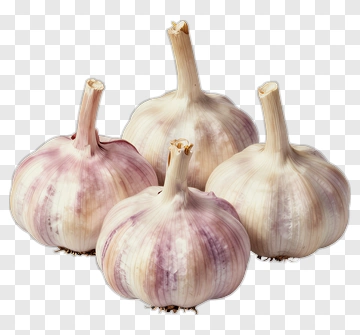 Fresh Garlic Bulbs PNG
