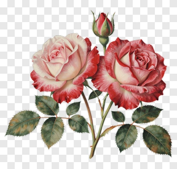 Pink And Red Roses With Green Leaves PNG
