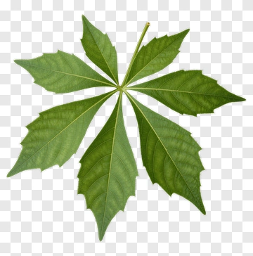 Green Leaf PNG