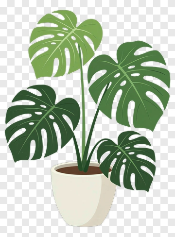 Monstera Plant In A Pot PNG
