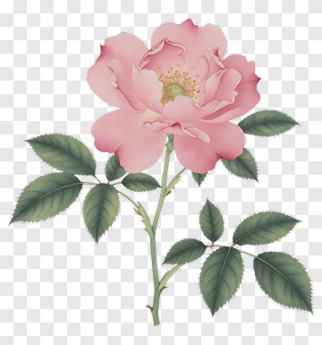 Pink Rose With Green Leaves PNG