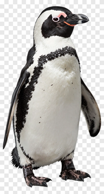 African Penguin Standing PNG