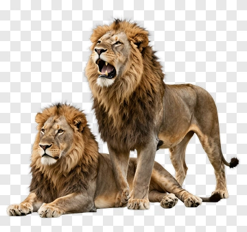 Pair Of Lions In A Natural Pose PNG