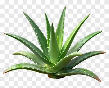 Aloe Vera Plant PNG