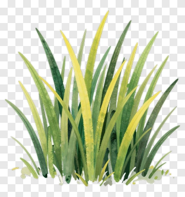 Watercolor Grass PNG