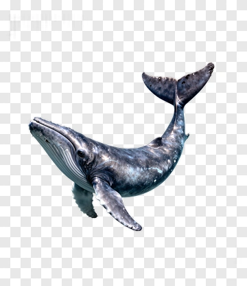 Humpback Whale Swimming Underwater PNG