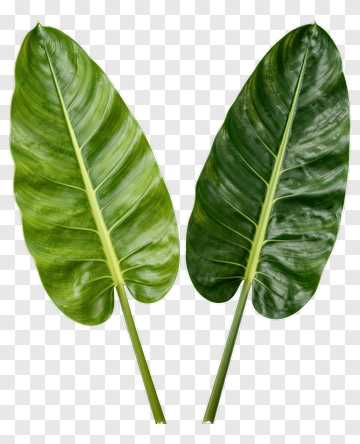 Green Tropical Leaves PNG