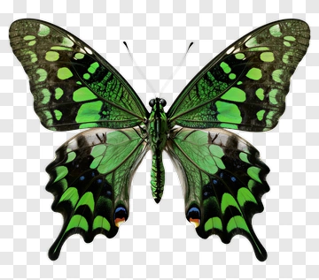 Green Butterfly PNG