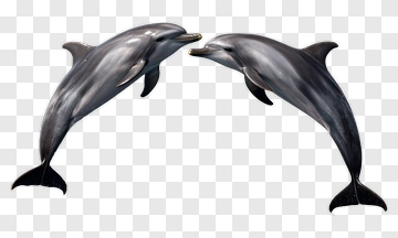 Pair Of Dolphins Swimming Together PNG