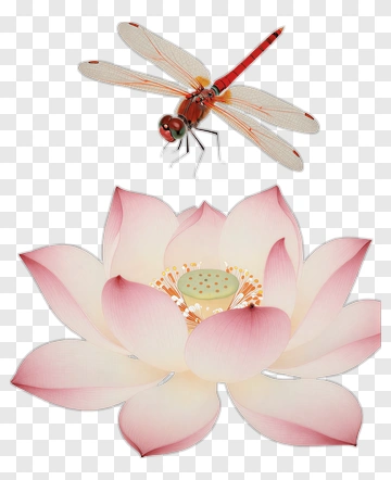 Dragonfly Above A Pink Lotus Flower PNG