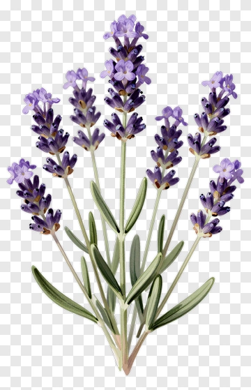 Lavender Flower Bouquet PNG