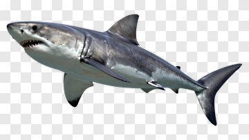 Great White Shark Swimming PNG