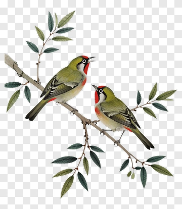 Two Birds Perched On A Branch With Leaves PNG