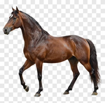 Brown Horse Walking PNG