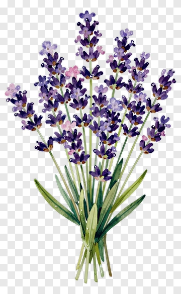 Watercolor Lavender Bouquet PNG
