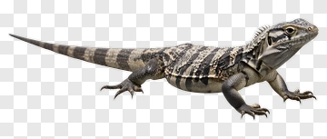 Lizard Walking On A Surface PNG