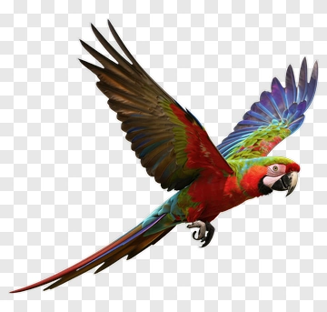 Colorful Macaw Flying PNG