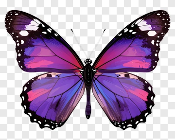 Colorful Butterfly With Purple And Pink Wings PNG