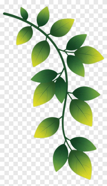 Green Leafy Vine PNG
