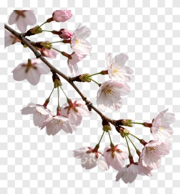 Cherry Blossom Branch With Pink Flowers PNG