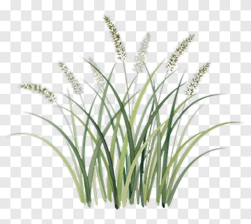 Tall Grass With Flowering Heads PNG