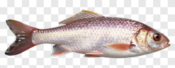 Realistic Fish PNG