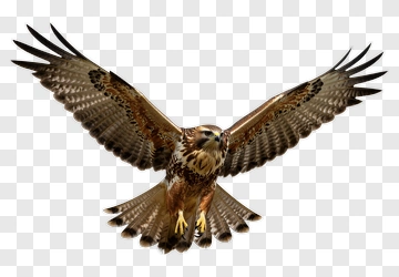 Hawk In Flight PNG