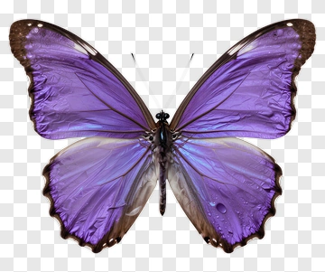 Purple Butterfly PNG