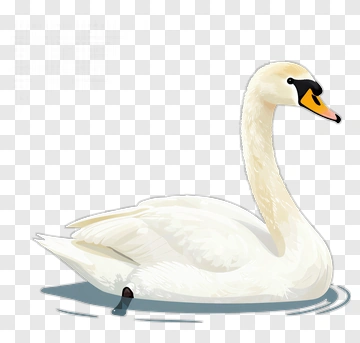 Cartoon Swan Swimming In Water PNG