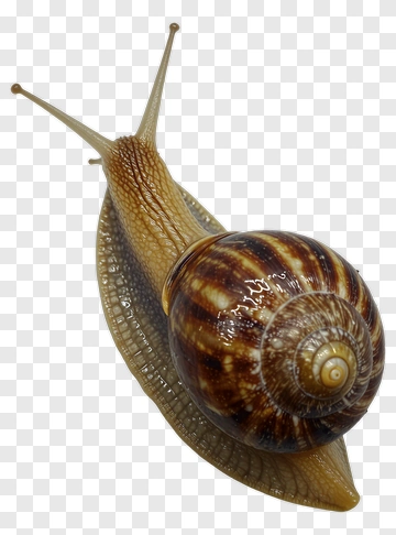 Brown Snail On A Leaf PNG