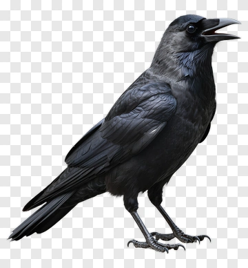 Realistic Black Crow PNG