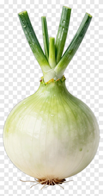 Fresh Green Onion PNG
