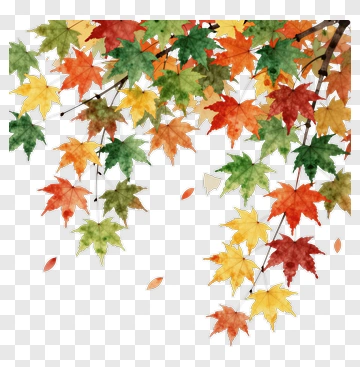 Colorful Autumn Leaves PNG