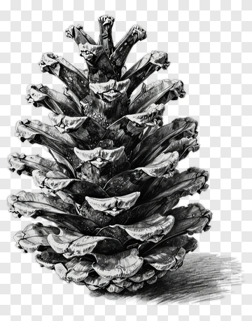 Detailed Sketch Of A Pine Cone PNG