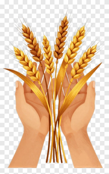 Hands Holding Wheat Stalks PNG