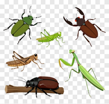 Collection Of Various Insects PNG