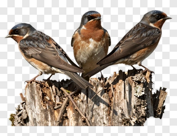 Three Birds Perched On A Log PNG