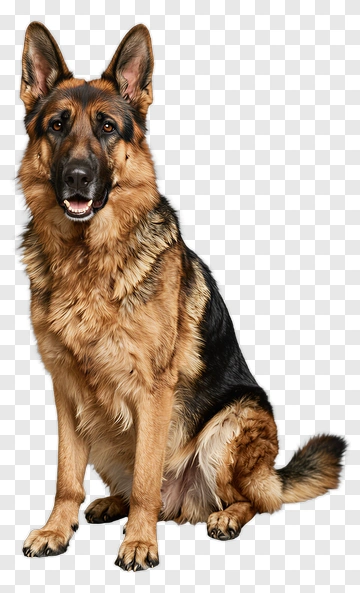 German Shepherd Dog Sitting PNG